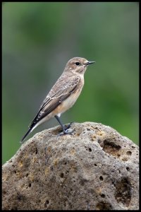 Wintering Wheatear