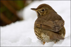 Song Thrush