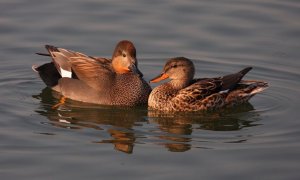 Gadwalls