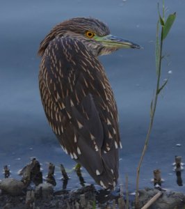 Black-crowned Night Heron (juv)