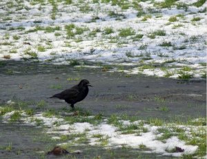 Crow on Ice I