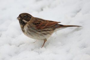 Reed Bunting