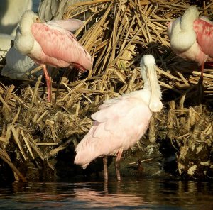 Roseate Spoonbill