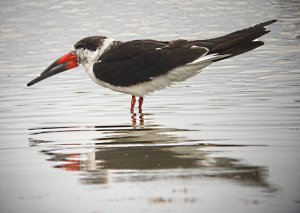 Black Skimmer