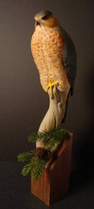 Coopers hawk wood carving