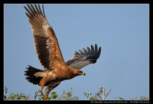 Steppe Eagle - A Step Ahead