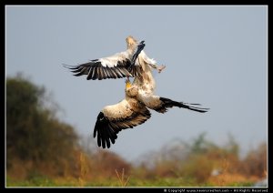 Egyptian Vulture - Air Combat