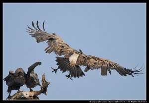 White Rumped Vulture - Full Swing