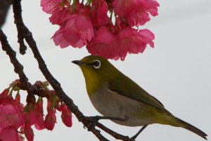 White Eye Closeup