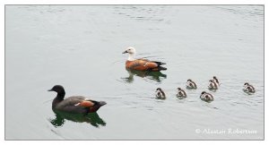 Paradise Shelduck Family