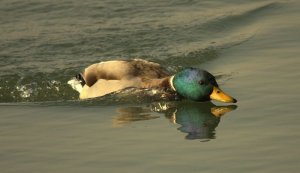 Mallard impersonating a Shoveler