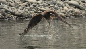 Black Kite fishing