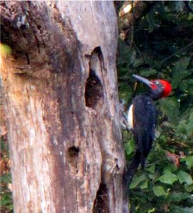 White bellied woodpecker