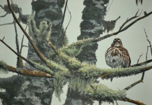 Song Sparrow (painting)