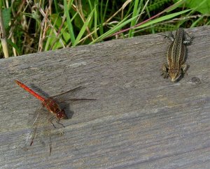 Common Lizard