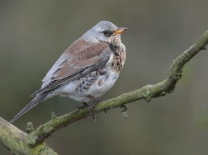 Fieldfare