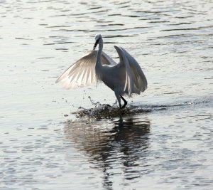 Little Egret