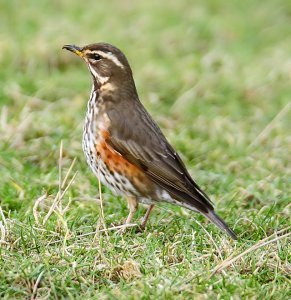 Redwing