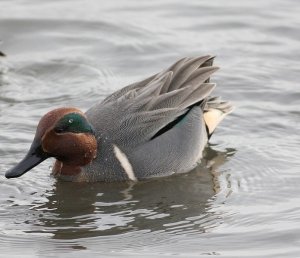 Green-winged Teal