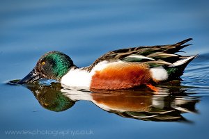 Male Shoveler