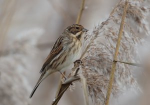 Winter Reed Bunting