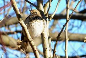 Hermit Thrush in winter