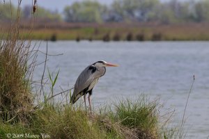 Grey Heron