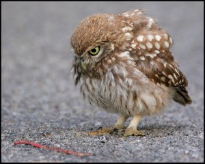 Young Little Owl