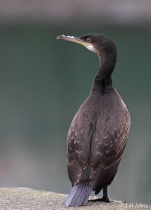 European Shag