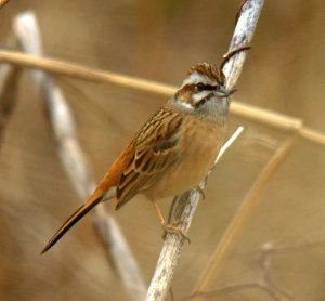 Meadow Bunting