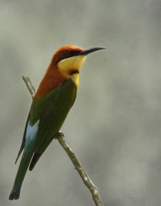 Chestnut-headed Bee-Eater