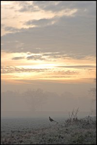 Pheasant on a frosty morning