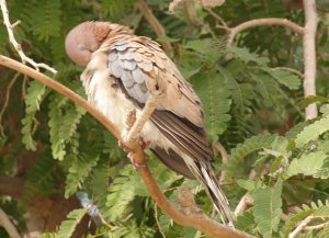 Laughing Dove