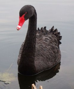 Black Swan