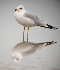 Ring-billed Gull