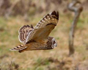 Short Eared Owl