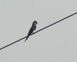 Whiskered Treeswift