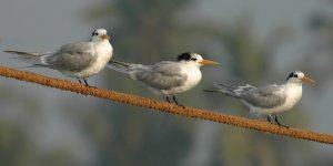 Lesser Crested Tern