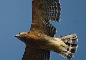 Red Shouldered Hawk