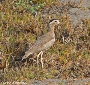 Peruvian Thick-Knee