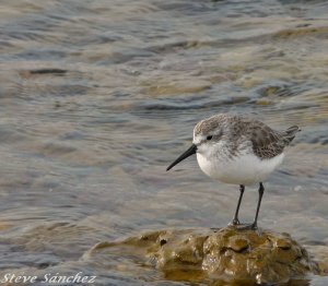 Western  Sandpiper