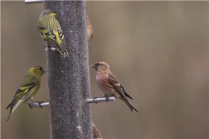 Mixed finches.