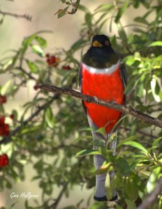 Elegant Trogon  on Pyracanther