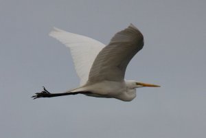 Great Egret