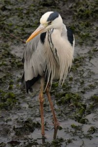 Grey Heron