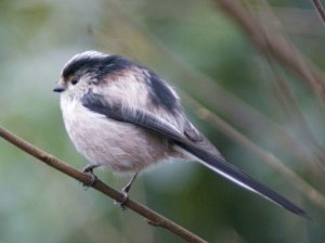 Long Tailed Tit