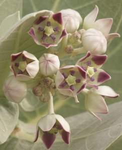 Desert flower