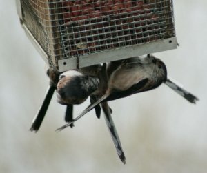 Long tailed Tit on Nuthanger