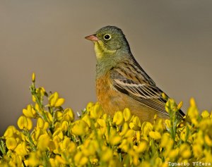 Ortolan Bunting