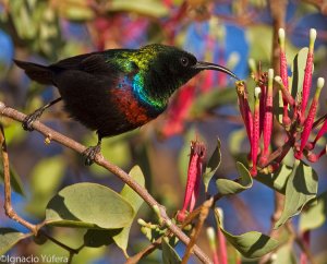 Marico Sunbird